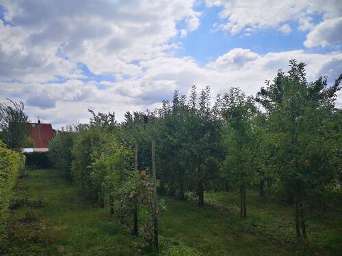 Obstgarten 1.1.jpg - 