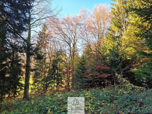 Waldverkauf-ostallgaeu_20.jpg - 