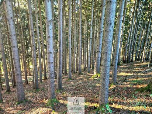 Waldverkauf-ostallgaeu_21.jpg - 