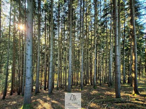 Waldverkauf-ostallgaeu_23.jpg - 