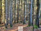 Waldverkauf-ostallgaeu_24.jpg - 