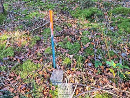 Waldverkauf-ostallgaeu_25.jpg - 