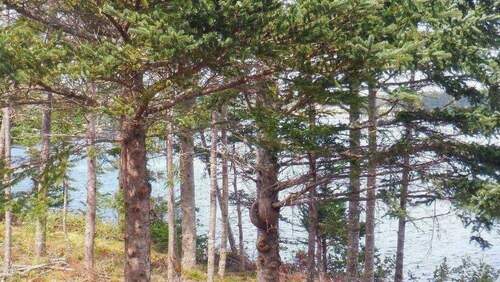 Gepflegter Baumschnitt - 