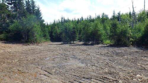 Neuer Bewuchs, Laubbäume, Tannen.JPG - 