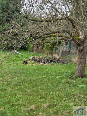 Gartenteich mit Enten - 