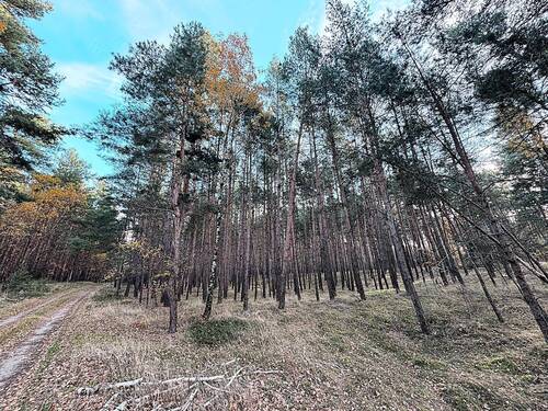 Baumbestand - Grundstück zum Kaufen in Neukirch