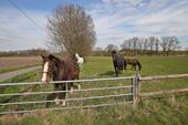 Koppel - 