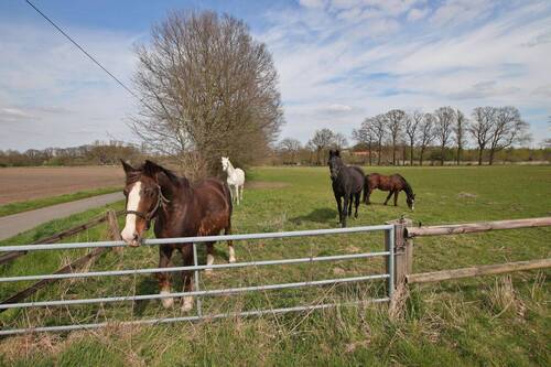 Koppel - 