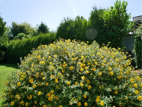 Garten - 