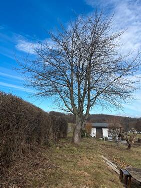 Foto - Grundst&uuml;ck zur Miete in Penig