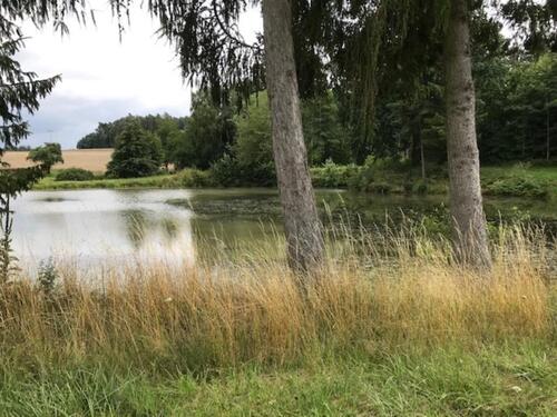 Foto - Weiherpacht, Teich-Anlage an Angler langfristig zu verpachten.