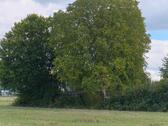 Foto - Grundstück zur Miete in Alfeld (Leine)