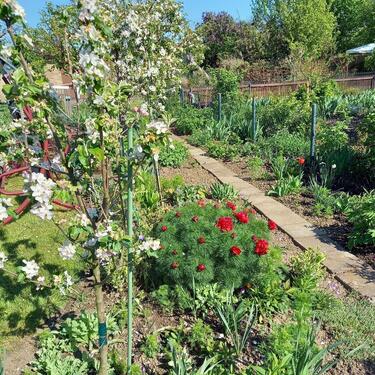 Foto - Grundstück zur Miete in Wettin-Löbejün