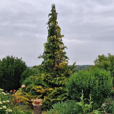 Foto - Einfamilienhaus-Doppelhaushälfte - PRIVATVERKAUF