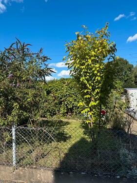 Foto - Grundst&uuml;ck in Heidenau
