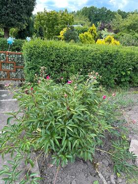 Foto - Grundst&uuml;ck in Stollberg (Erzgebirge) zur Miete