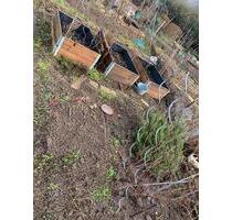 Pliensauvorstadt- Gartenparzelle zu verpachten - Esslingen am Neckar Brühl