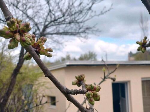 Foto - Grundst&uuml;ck zur Miete in Dresden