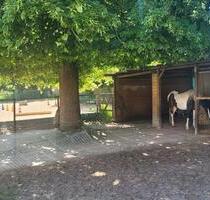 Wohnen mit Pferden - 275.000,00 EUR Kaufpreis, in Schöppenstedt (PLZ: 38170)