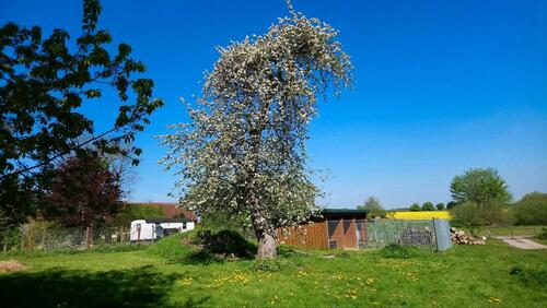 Foto - für Tierliebhaber, Pferde, Hunde, Schafe usw.,50 km südl. Rostock