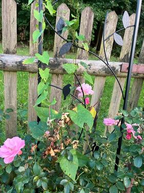 Foto - Garten, Schrebergarten, Obstgarten