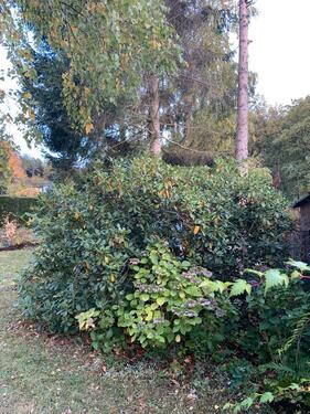 Foto - Grundst&uuml;ck in Doberschau-Gaußig zur Miete