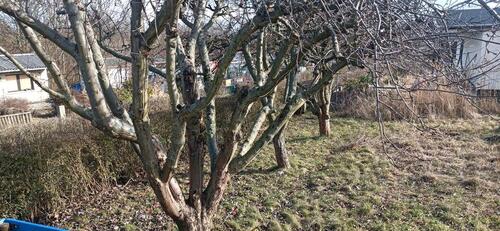 Foto - Grundst&uuml;ck in Dresden