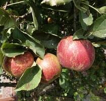 Eigener Brunnen, eigenes Obst und ein richtig großes Haus - Uslar