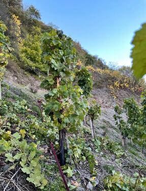 Foto - Für Liebhaber der Mosel - Besonderes Haus in Top-Lage von privat