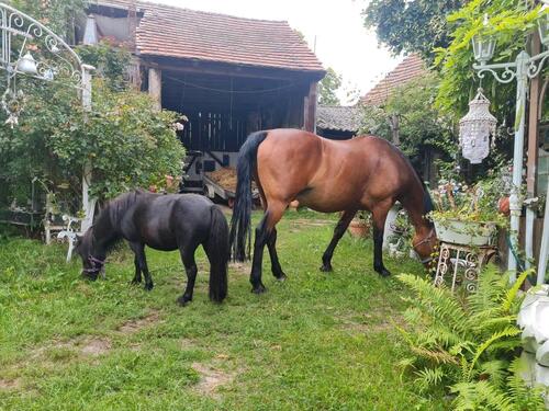 Foto - Bauernhof zu verkaufen - 350.000,00&nbsp;EUR Kaufpreis, ca.&nbsp; 200,00&nbsp;m&sup2;