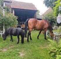 Bauernhof zu verkaufen - 350.000,00&nbsp;EUR Kaufpreis, ca.&nbsp; 200,00&nbsp;m&sup2; in Genthin (PLZ: 39307)