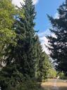 Foto - 5,5 Zimmer Wohnung in Schmagendorf, Grenze zu Grunewald