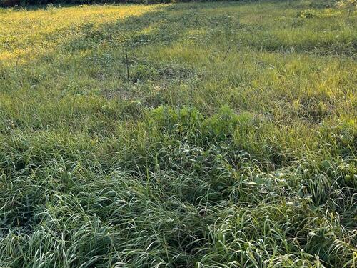 Foto - Wiesen nahe Bad Dürkheim an Privilegierte Landwirte zu verpachten