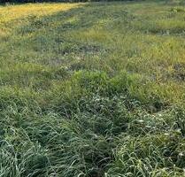 Wiesen nahe Bad Dürkheim an Privilegierte Landwirte zu verpachten