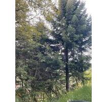 Verpachte WaldWiese Christbaum - 20,00 EUR Kaltmiete, ca.  0,00 m² in Unterleinleiter (PLZ: 91364)