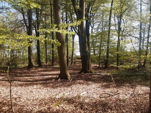 Foto - Waldgrundstück zu verpachten - 631 m²