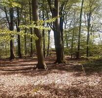 Waldgrundstück zu verpachten - 631 m² - Neuwied Feldkirchen