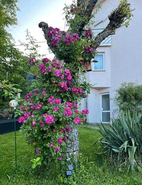 Foto - 1.5 Zimmer Etagenwohnung in Welzheim