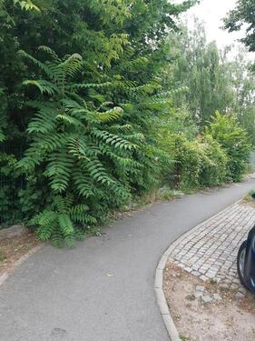 Foto - Grundstück in Halle (Saale)