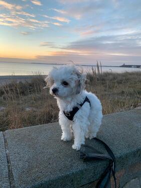 Foto - andere in Scharbeutz zur Miete