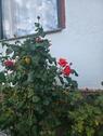 Foto - Einfamilienhaus in Moritzburg zum Kaufen