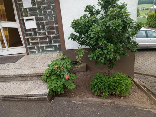 Foto - Einfamilienhaus in Bad Salzuflen zum Kaufen