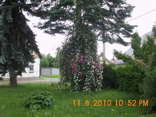 Foto - Einfamilienhaus in Neukirch/Lausitz