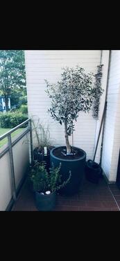 Foto - Etagenwohnung in Glücksburg (Ostsee) zur Miete