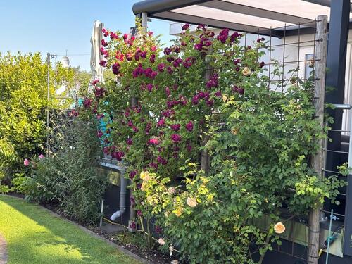 Foto - Bungalow in Hamminkeln zum Kaufen