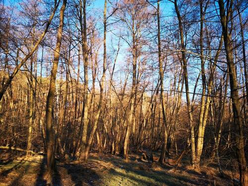 Foto - Waldgrundstücke bei Potsdam - 4,00&nbsp;EUR Kaltmiete, ca.&nbsp; 0,00&nbsp;m&sup2;