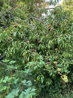 Foto - Kleingarten in Merseburg abzugeben