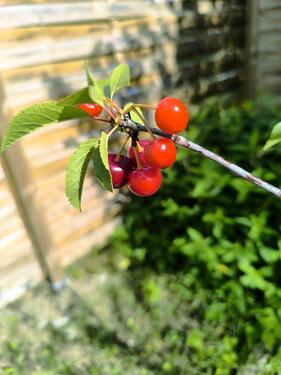 Foto - Top schriebegarten in Neumünster