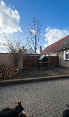 Foto - 6 Zimmer Doppelhaushälfte in Erxleben