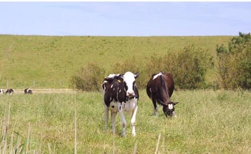 Foto - andere in Esens zur Miete